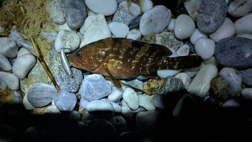 アコウの釣果