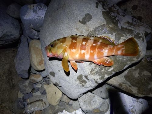 アカハタの釣果
