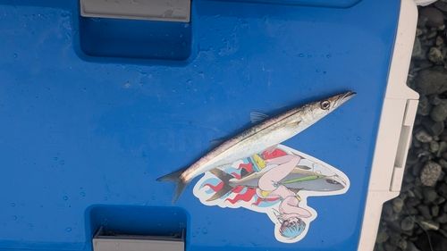 カマスの釣果