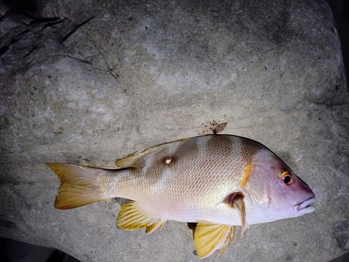 シブダイの釣果