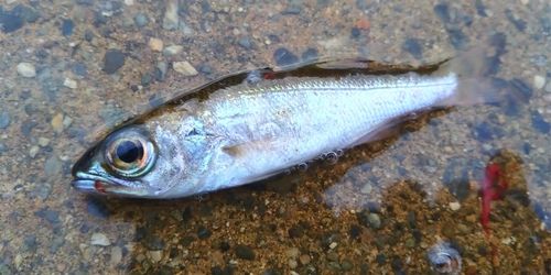 クロムツの釣果