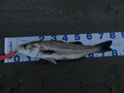 スズキの釣果