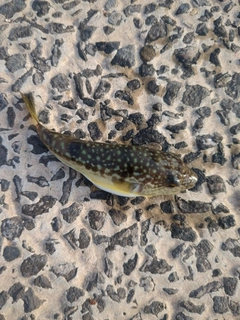 フグの釣果