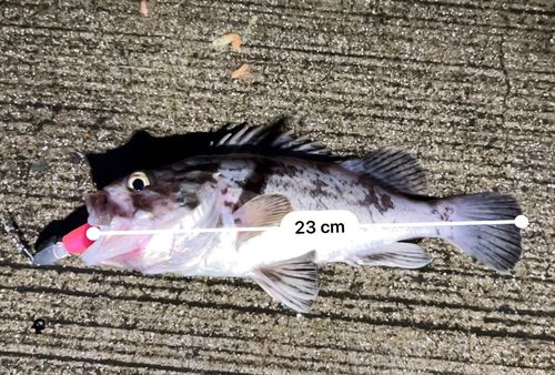 クロソイの釣果