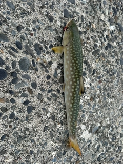 アメマスの釣果