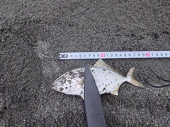 ショゴの釣果