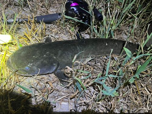 ナマズの釣果
