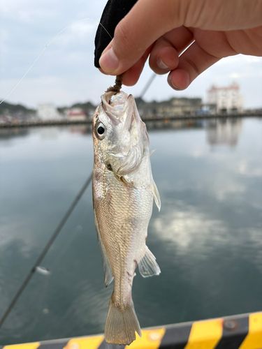 イシモチの釣果