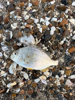 シロギスの釣果