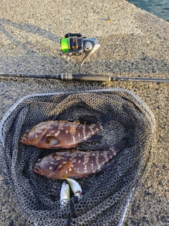 キジハタの釣果