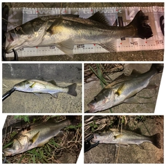 シーバスの釣果
