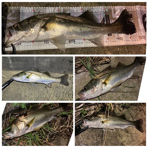 シーバスの釣果