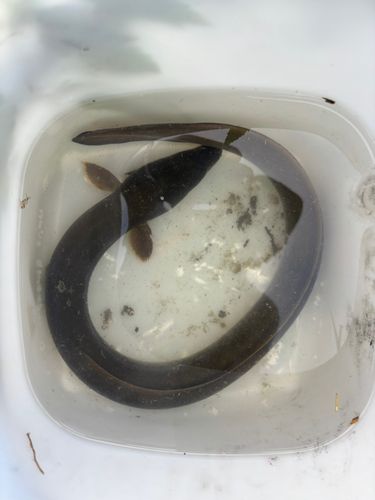 ウナギの釣果