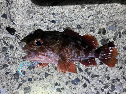 カサゴの釣果