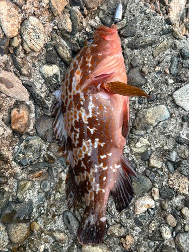 アコウの釣果