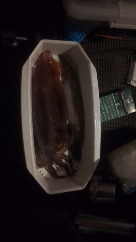 スルメイカの釣果