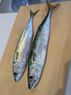 サバの釣果