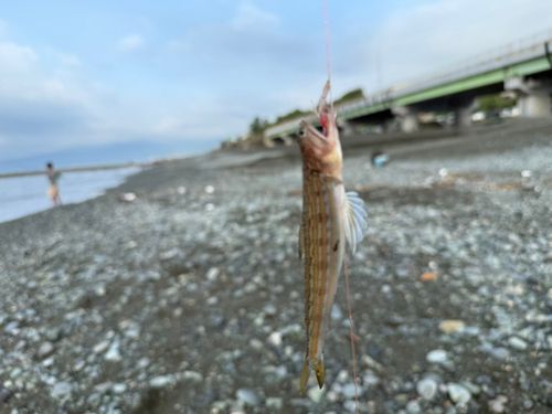 エソの釣果