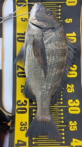 チヌの釣果
