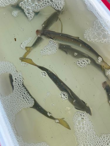 コノシロの釣果