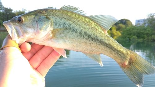 ラージマウスバスの釣果