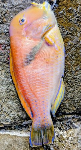 イラの釣果