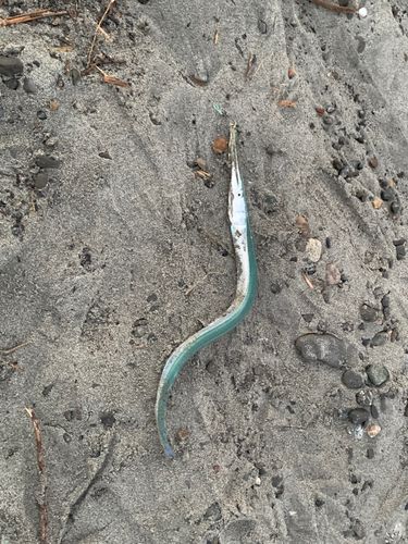 ダツの釣果