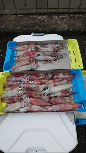 シロイカの釣果