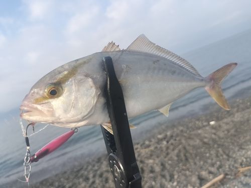 ショゴの釣果