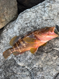 キジハタの釣果