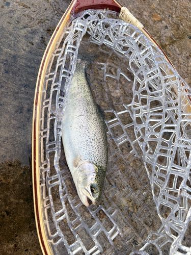 ニジマスの釣果