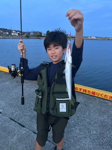 カマスの釣果