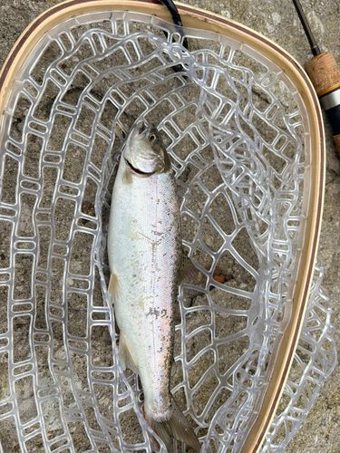 ヤマメの釣果