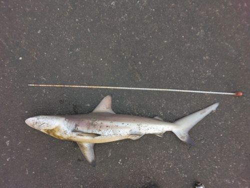 サメの釣果