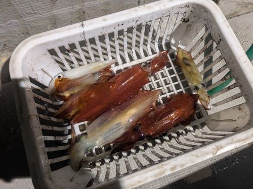 アカイカの釣果