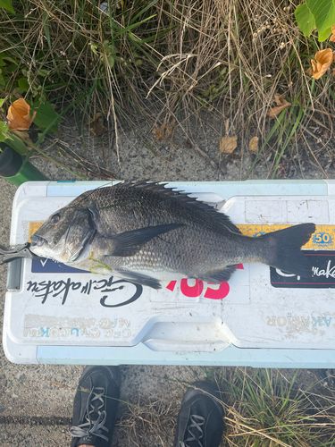 クロダイの釣果