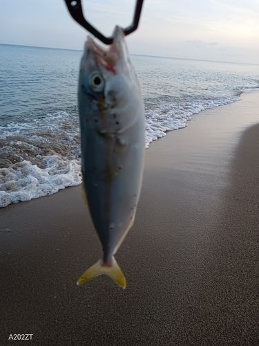 コズクラの釣果
