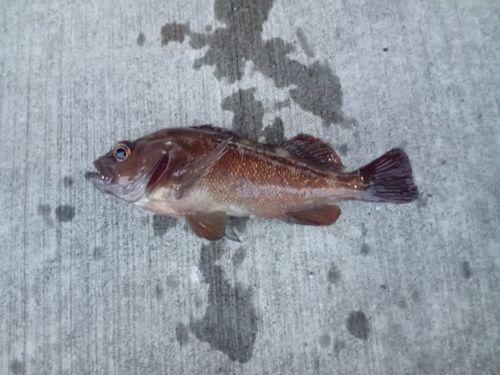 エゾメバルの釣果