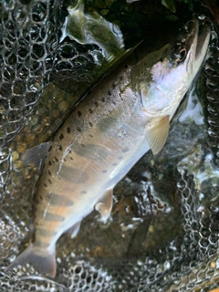 ヤマメの釣果
