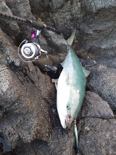 ブリの釣果