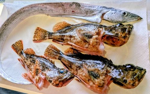 タチウオの釣果