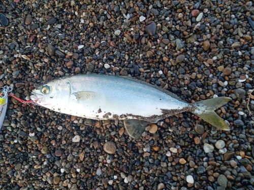 フクラギの釣果