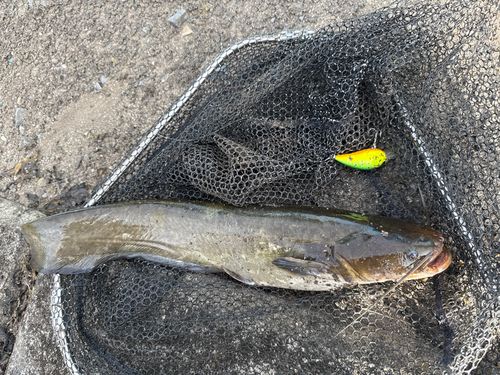 ナマズの釣果