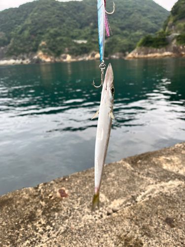 カマスの釣果