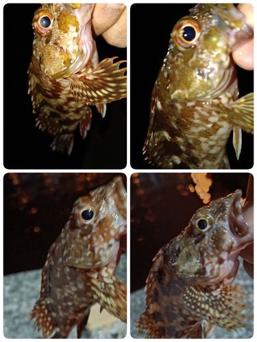 ガシラの釣果