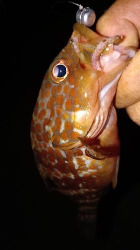 アコウの釣果