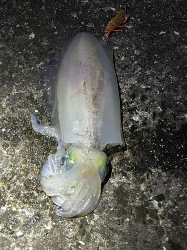アオリイカの釣果