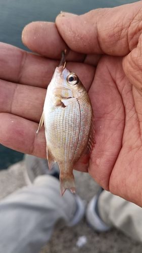 タイの釣果