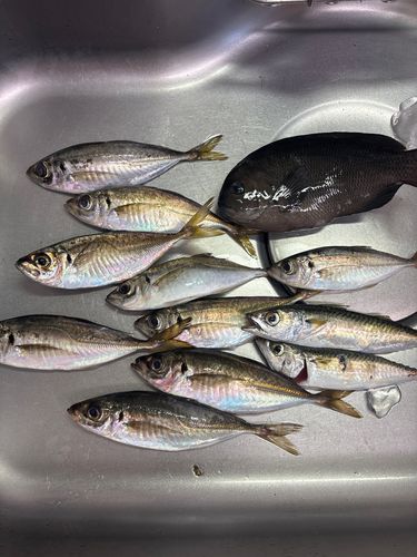 アジの釣果