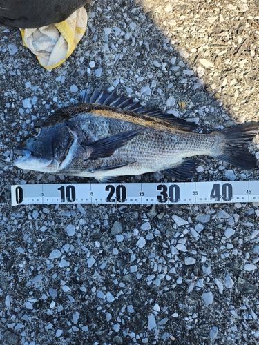 チヌの釣果
